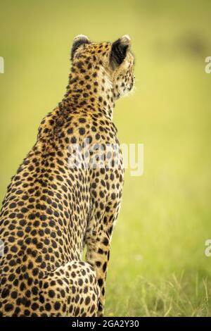 Gros plan du guépard (Acinonyx jubatus) assis sur une plaine herbeuse, Réserve nationale de Maasai Mara; Narok, Masai Mara, Kenya Banque D'Images