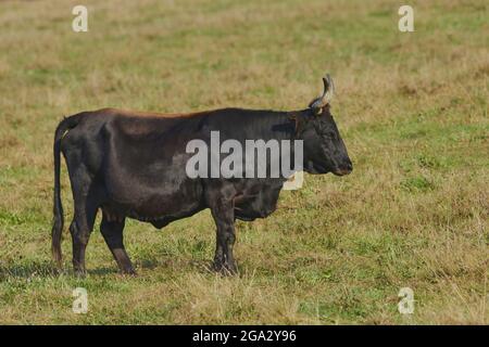 Aurochs ou Ourus (Bos primigenius) taureau sur un terrain, captif, parc national de la forêt bavaroise; Bavière, Allemagne Banque D'Images