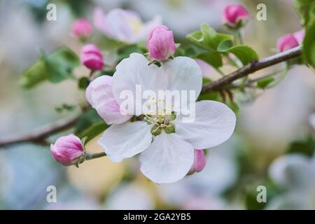 Gros plan des pommiers à verger (Malus domestica); Bavière, Allemagne Banque D'Images