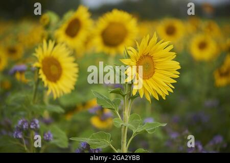 Fleur de tournesol commune (Helianthus annuus) dans un champ de Lacy phacelia, tansy bleu ou tansy pourpre (Phacelia tanacetifolia); Bavière, Allemagne Banque D'Images