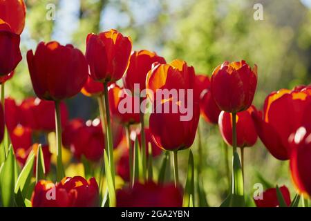 Tulipes rouges (tulipa) en fleur au printemps; Haut-Palatinat, Bavière, Allemagne Banque D'Images