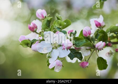 Gros plan des pommiers à verger (Malus domestica); Bavière, Allemagne Banque D'Images