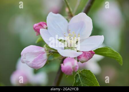 Gros plan des pommiers à verger (Malus domestica); Bavière, Allemagne Banque D'Images