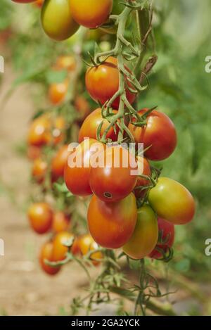 Gros plan de tomates mûres (Solanum lycopersicum) sur la vigne dans un jardin en été; Haut-Palatinat, Bavière, Allemagne Banque D'Images