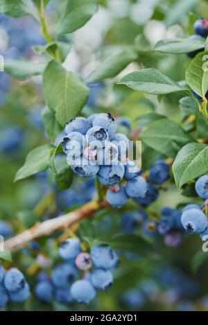 Gros plan de la myrtille ou de l'huckleberry (Vaccinium corymbosum) mûre du nord en été; Haut-Palatinat, Bavière, Allemagne Banque D'Images