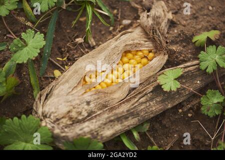 Maïs ou maïs (Zea mays) montrant les grains de fruits qui se trouvent sur un champ; Bavière, Allemagne Banque D'Images