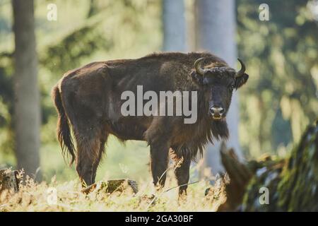 Bison européen ou Wisent (Bison bonasus) sur une verrière forestière, parc national de la forêt bavaroise; Bavière, Allemagne Banque D'Images