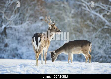 Cerf de Virginie (Dama dama) sur un pré enneigé; Bavière, Allemagne Banque D'Images