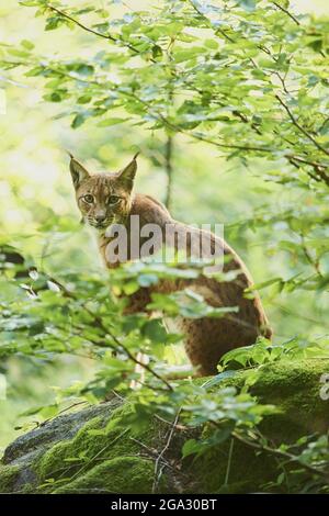 Lynx eurasien (Lynx lynx) dans une forêt, captive, parc national de la forêt bavaroise; Bavière, Allemagne Banque D'Images