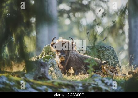 Bison européen ou Wisent (Bison bonasus) sur une verrière forestière, parc national de la forêt bavaroise; Bavière, Allemagne Banque D'Images