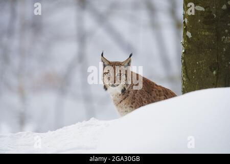 Lynx eurasien (Lynx lynx) dans une forêt en hiver, parc national de la forêt bavaroise; Bavière, Allemagne Banque D'Images