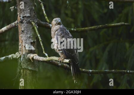 Huard de miel européen (Pernis apivorus), assis sur un membre, captif, parc national de la forêt bavaroise; Bavière, Allemagne Banque D'Images