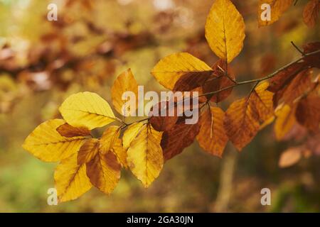 Feuilles de hêtre européen ou de hêtre commun de couleur automnale (Fagus sylvatica); Bavière, Allemagne Banque D'Images