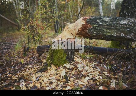 Dommages causés aux arbres par des piqûres de castor eurasien (fibre de Castor) dans une forêt; Jagersee, Franconie, Bavière, Allemagne Banque D'Images