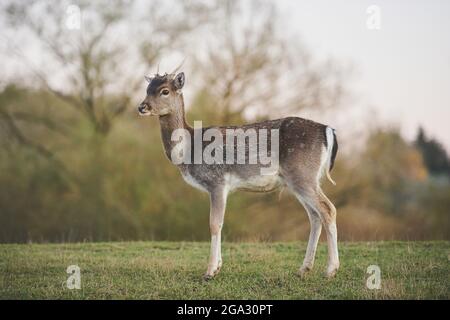 Cerf de Virginie (Dama dama) dans une forêt, en captivité; Bavière, Allemagne Banque D'Images