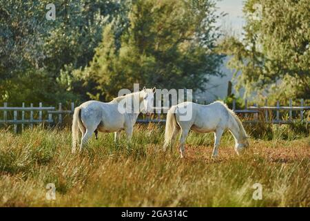 Chevaux Camargue (Equus ferus) debout sur un terrain; Camargue, France Banque D'Images