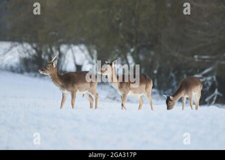 Cerf de Virginie (Dama dama) sur un pré enneigé; Bavière, Allemagne Banque D'Images