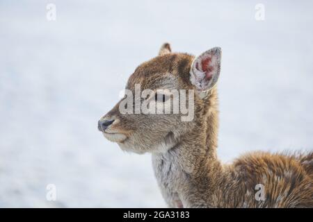 Portrait d'un jeune cerf de Virginie (Dama dama); Bavière, Allemagne Banque D'Images