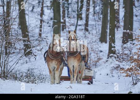 Deux chevaux Haflinger ou Avelignese tirant une calèche à travers la forêt; Bavière, Allemagne Banque D'Images