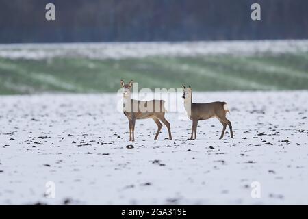 Deux cerfs de Virginie (Capranolus capranolus) debout sur un champ enneigé; Wiesent, Bavière, Allemagne Banque D'Images