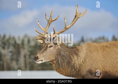 Portrait d'un cerf rouge (Cervus elaphus) piquant sur un pré enneigé; Bavière, Allemagne Banque D'Images