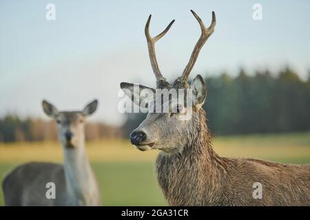 Cerf rouge (Cervus elaphus) sur un pré, en captivité; Bavière, Allemagne Banque D'Images