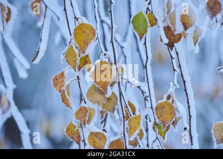 Feuilles de bouleau argenté surgelé, de bouleau verni ou de bouleau blanc européen (Betula pendula) au lever du soleil; Bavière, Allemagne Banque D'Images