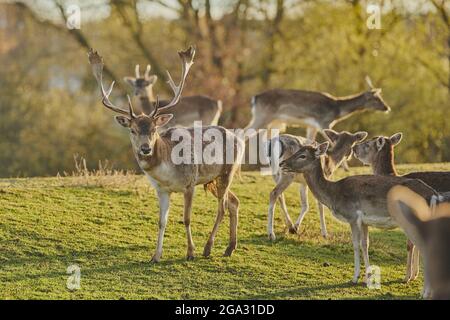 Troupeau de mâles et de does de cerfs en jachère (Dama dama) sur un pré, en captivité; Bavière, Allemagne Banque D'Images