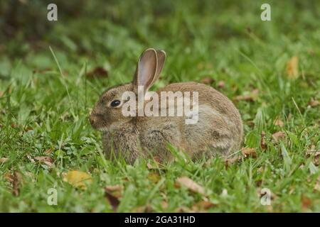 Lapin européen ou coney (Oryctolagus cuniculus) sur un pré; Bavière, Allemagne Banque D'Images