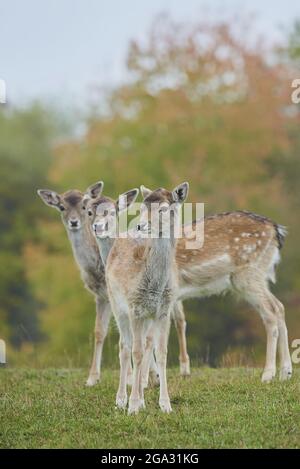 Cerf de Virginie (Dama dama) sur un pré, en captivité; Bavière, Allemagne Banque D'Images