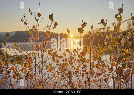 Feuilles congelées de bouleau argenté d'automne, de bouleau verni ou de bouleau blanc européen (Betula pendula) au lever du soleil; Bavière, Allemagne Banque D'Images