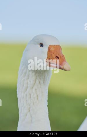 Portrait d'oie domestique (Anser anser domesticus), captive; Bavière, Allemagne Banque D'Images