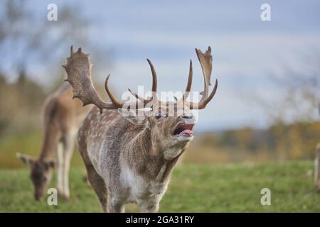 Cerf de Virginie (Dama dama) sur un pré, en captivité; Bavière, Allemagne Banque D'Images