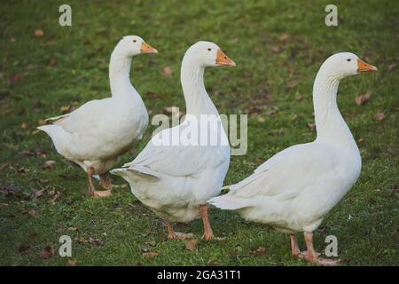 Trois oies domestiques (Anser anser domesticus) sur un pré, en captivité; Bavière, Allemagne Banque D'Images