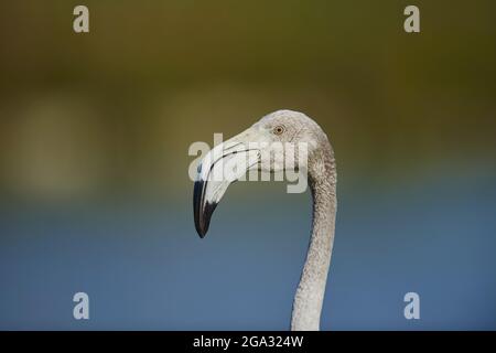 Faune du Grand Flamingo (Phoenicopterus roseus), Parc naturel régional de Camargue; Saintes-Maries-de-la-Mer, Camargue, France Banque D'Images