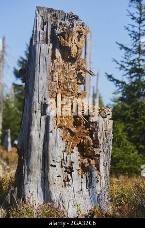 Tronc d'arbre d'épinette de Norvège pourrie ancienne (Picea abies), parc national de la forêt bavaroise; Lusen, Bavière, Allemagne Banque D'Images