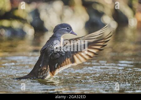 Canard mandarin (Aix galericulata) femelle sur un lac; Bavière, Allemagne Banque D'Images