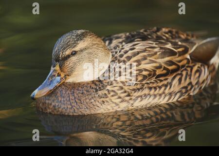 Mallard (Anas platyrhynchos) femelle sur un lac avec une image miroir sur l'eau; Bavière, Allemagne Banque D'Images