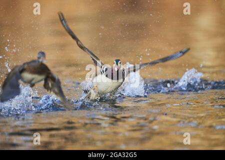 Canard mandarin (Aix galericulata) mâle prenant le vol sur un lac; Bavière, Allemagne Banque D'Images