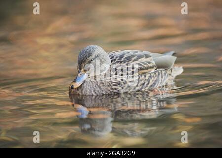 Mallard (Anas platyrhynchos) femelle sur un lac avec une image miroir sur l'eau; Bavière, Allemagne Banque D'Images