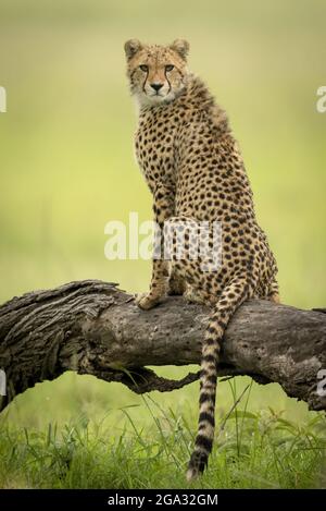 Cheetah cub (Acinonyx jubatus) est assis sur une caméra de surveillance de grumes, Réserve nationale de Maasai Mara; Narok, Masai Mara, Kenya Banque D'Images