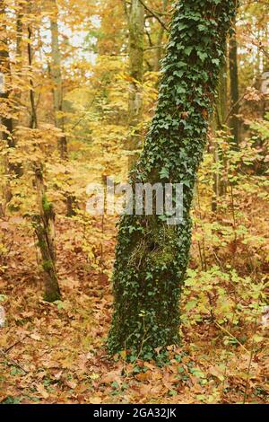 La lierre commune (Hedera Helix) pousse sur les troncs d'arbre dans une forêt de hêtre européen ou de hêtre commun (Fagus sylvatica) de couleur automnale, la forêt bavaroise... Banque D'Images