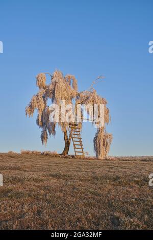 Bouleau argenté congelé, bouleau verrueux ou bouleau blanc européen (Betula pendula) avec une perche sur un pré au lever du soleil; Bavière, Allemagne Banque D'Images