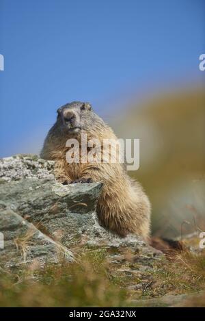 Marmotte alpine (Marmota marmota), Grossglockner, parc national de la haute Tauern; Autriche Banque D'Images