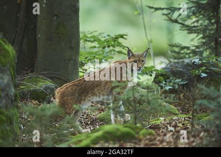 Lynx eurasien (Lynx lynx) dans une forêt, captive, parc national de la forêt bavaroise; Bavière, Allemagne Banque D'Images