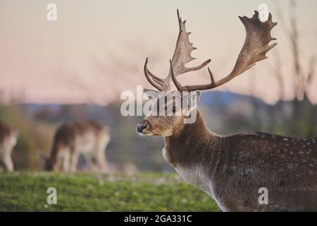 Portrait en buck du cerf de Virginie (Dama dama), captif ; Bavière, Allemagne Banque D'Images