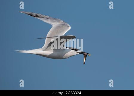 Sterne sandwich (Sterna sandvicensis) en vol transportant un poisson, Anglesey, pays de Galles. Banque D'Images