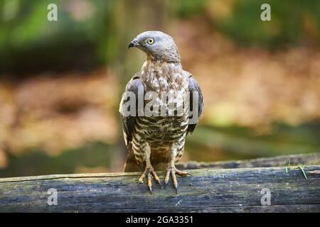 Huard de miel européen (Pernis apivorus) assis sur un membre d'arbre, captif, parc national de la forêt bavaroise; Bavière, Allemagne Banque D'Images