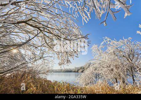 Arbres et buissons gelés dans un lac près de Rettenbach dans la forêt bavaroise ; Bavière, Allemagne Banque D'Images