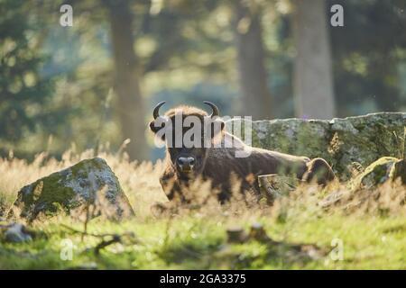 Bison européen ou Wisent (Bison bonasus) sur une verrière forestière, parc national de la forêt bavaroise; Bavière, Allemagne Banque D'Images